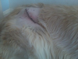 Bridget's scar