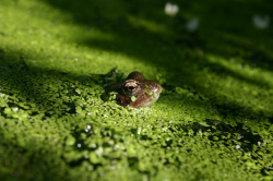 frog-pond